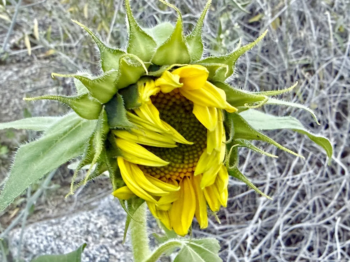 Photo: Henrik Kibak, via iNaturalist · CC BY · via GBIF sunflower (Helianthus annuus), photograph