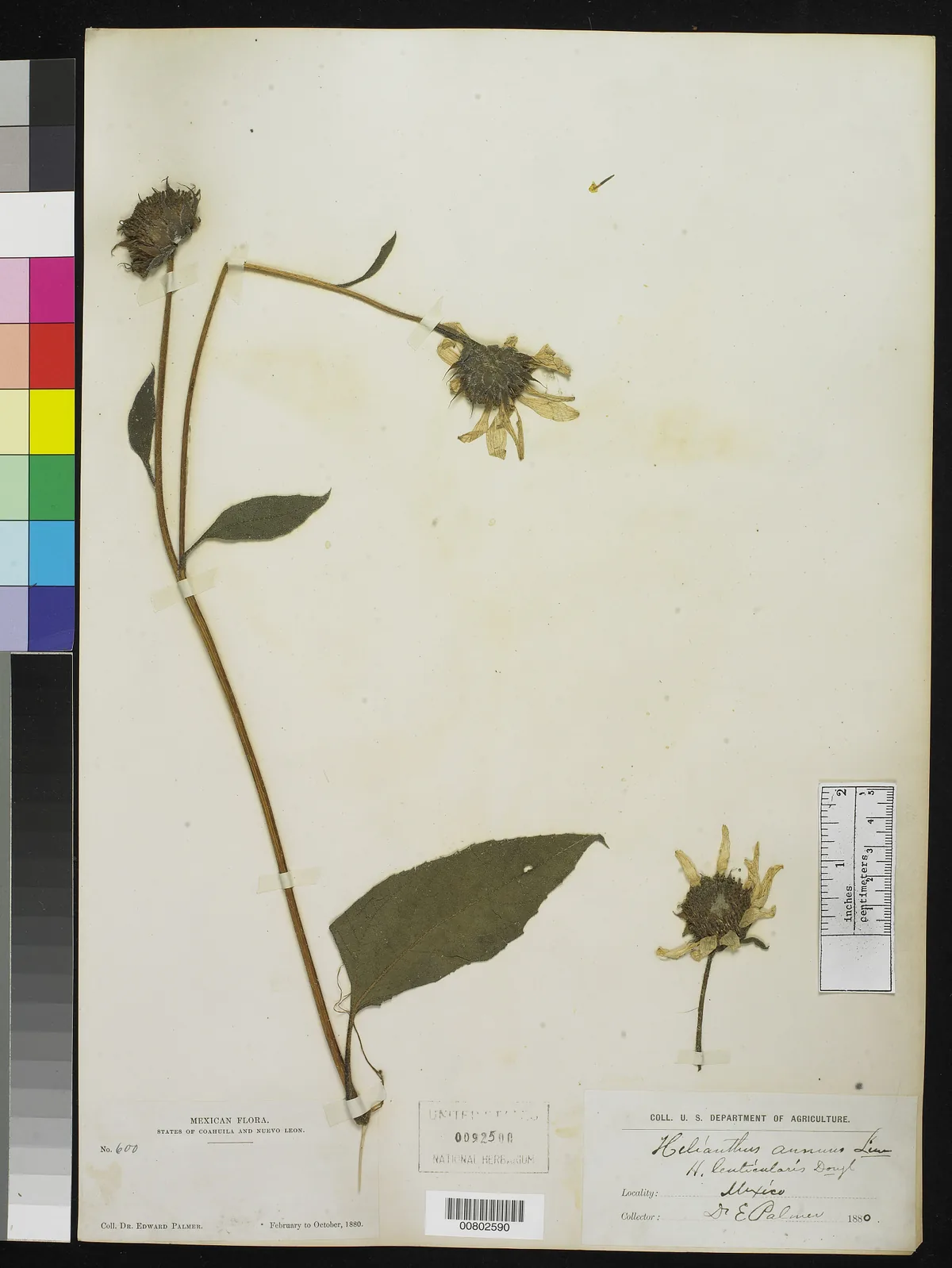 sunflower (Helianthus annuus), photograph
