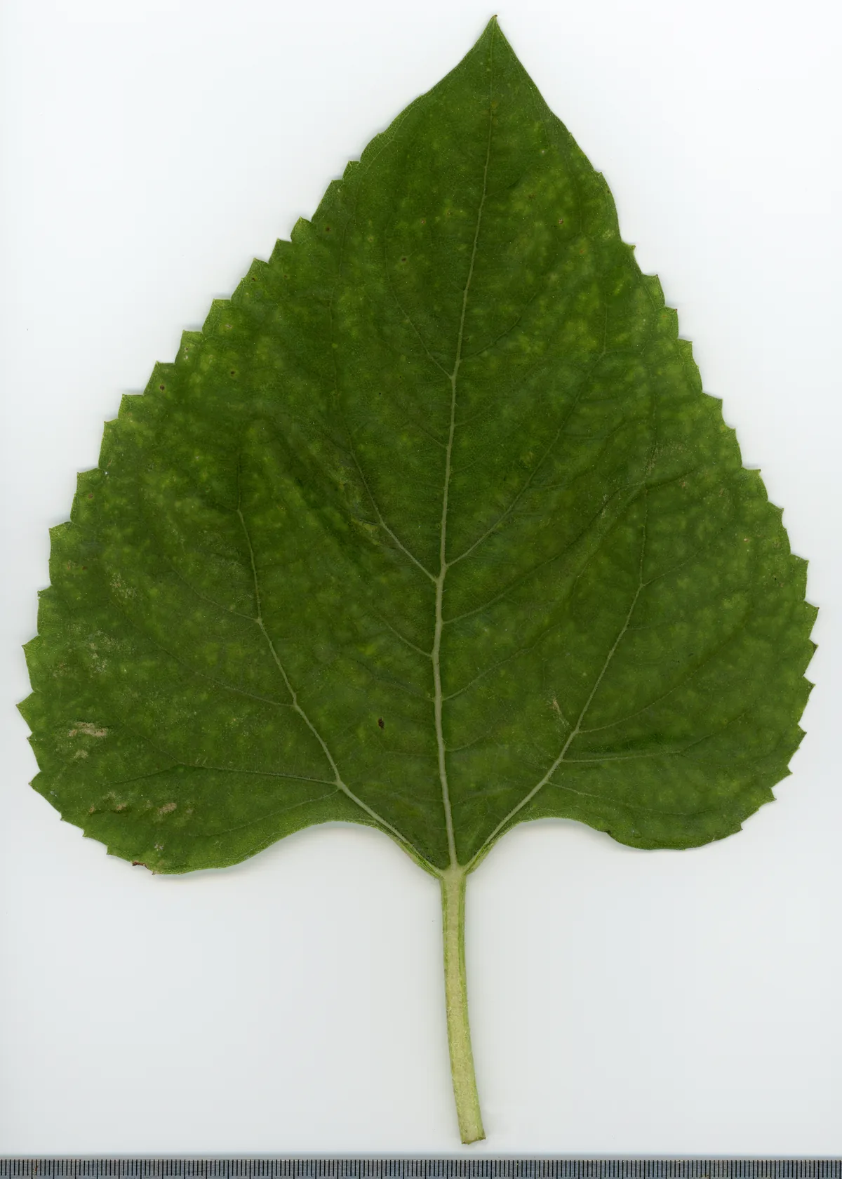sunflower (Helianthus annuus), photograph