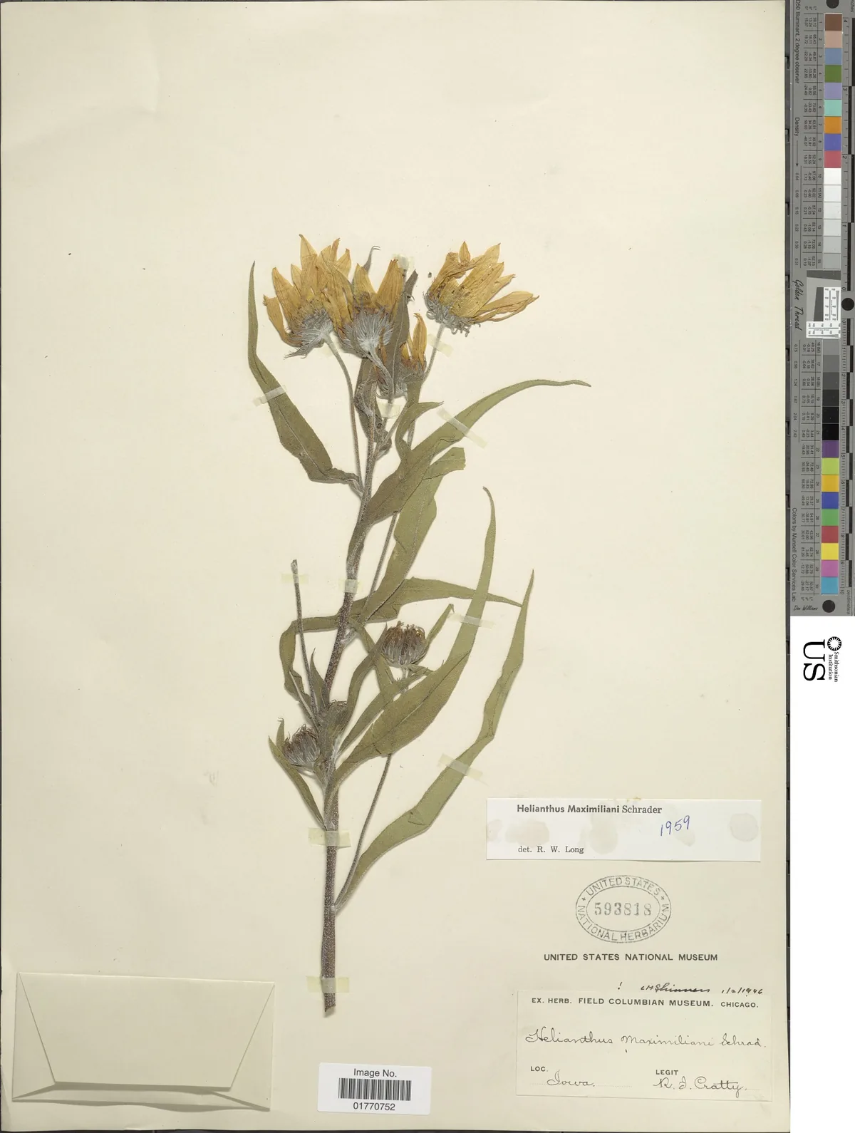 Maximilian Sunflower (Helianthus maximiliani), photograph