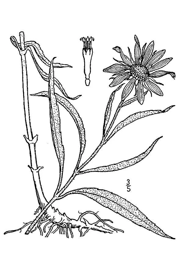 Maximilian Sunflower (Helianthus maximiliani), botanical illustration