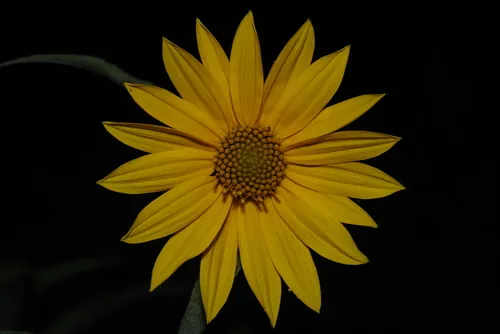 Photo: (c) Michelle W. (鍾偉瑋), some rights reserved · CC BY · via iNaturalist Maximilian sunflower (Helianthus maximiliani), photograph