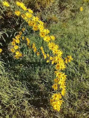 Photo: (c) Tom Norton, some rights reserved (CC BY) · cc-by · via iNaturalist Maximilian Sunflower (Helianthus maximiliani), photograph