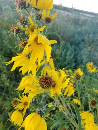 Maximilian Sunflower (Helianthus maximiliani), photograph