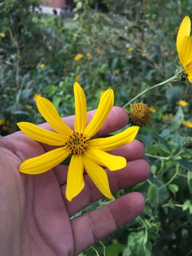 Sunchoke (Helianthus tuberosus), photograph