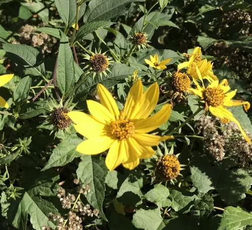 Sunchoke (Helianthus tuberosus), photograph
