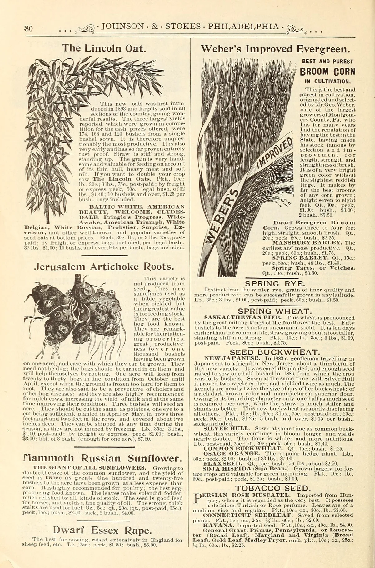 Sunchoke (Helianthus tuberosus), botanical illustration