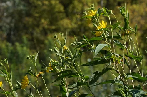 Sunchoke (Helianthus tuberosus), photograph