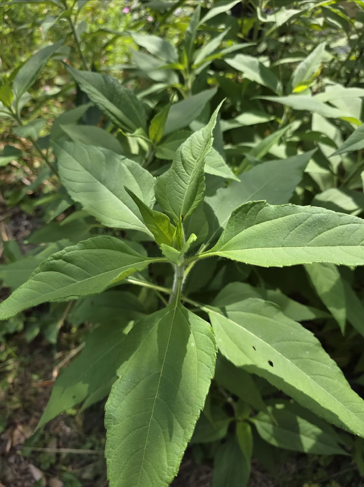 Sunchoke (Helianthus tuberosus), photograph
