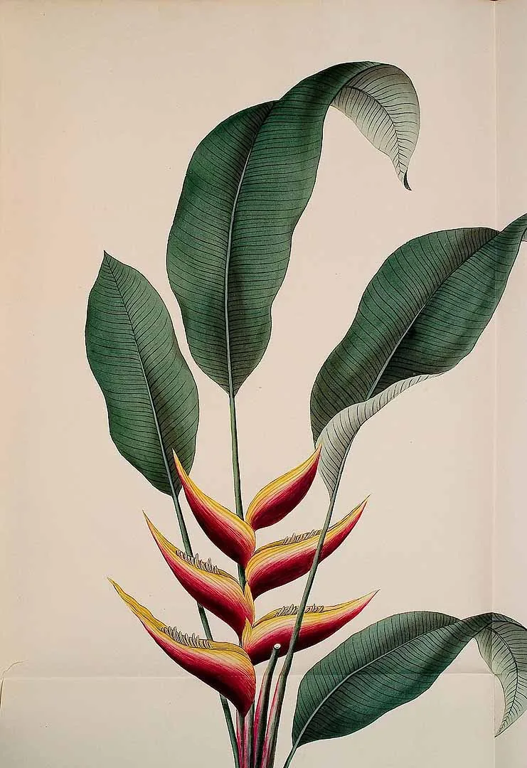 Illustration: Kerner, J.S. · Public domain · via Wikimedia Commons Heliconia Bihai (Heliconia bihai), botanical illustration