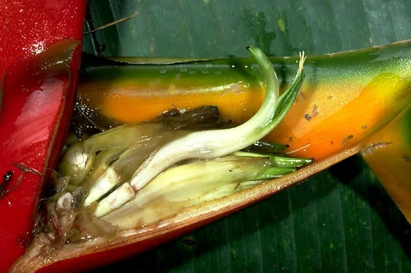 Heliconia Bihai (Heliconia bihai), photograph
