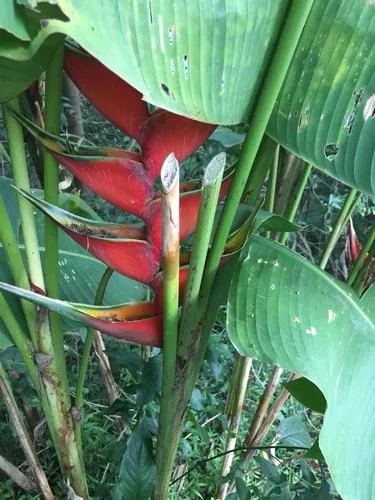 Heliconia Bihai (Heliconia bihai), photograph