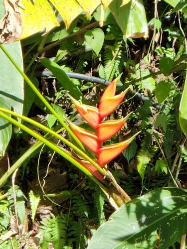 Heliconia Bihai (Heliconia bihai), photograph