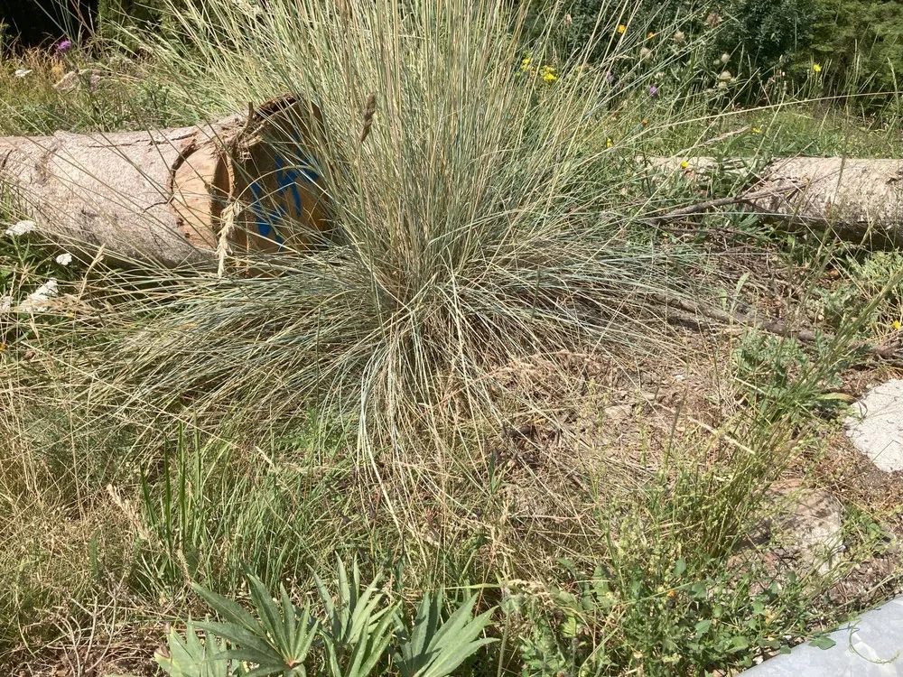 blue oat grass (Helictotrichon sempervirens), photograph