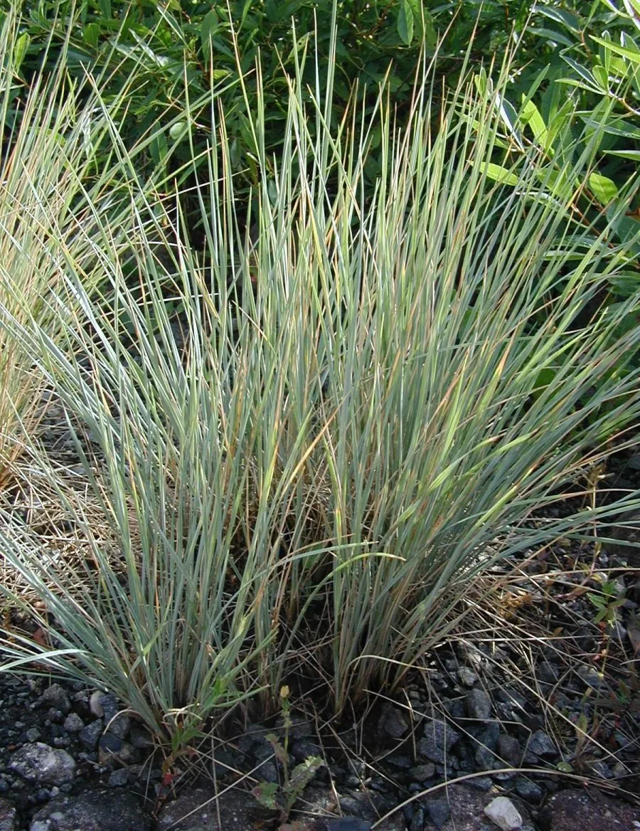 Photo: Sten Porse · CC BY-SA 3.0 · via Wikimedia Commons blue oat grass (Helictotrichon sempervirens), photograph