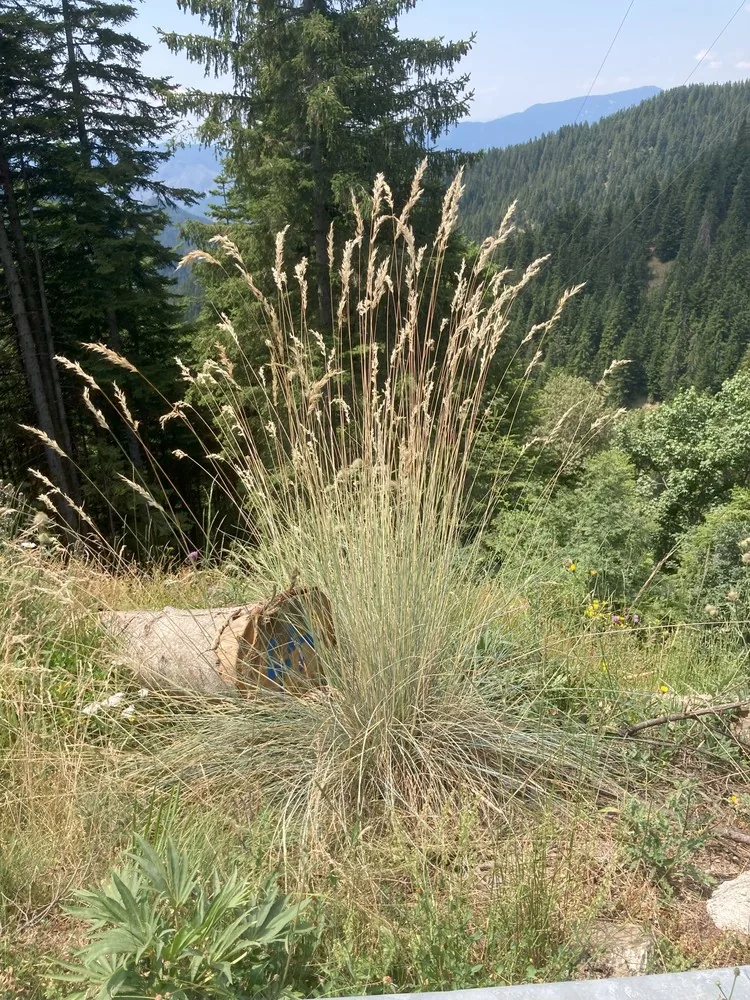 blue oat grass (Helictotrichon sempervirens), photograph