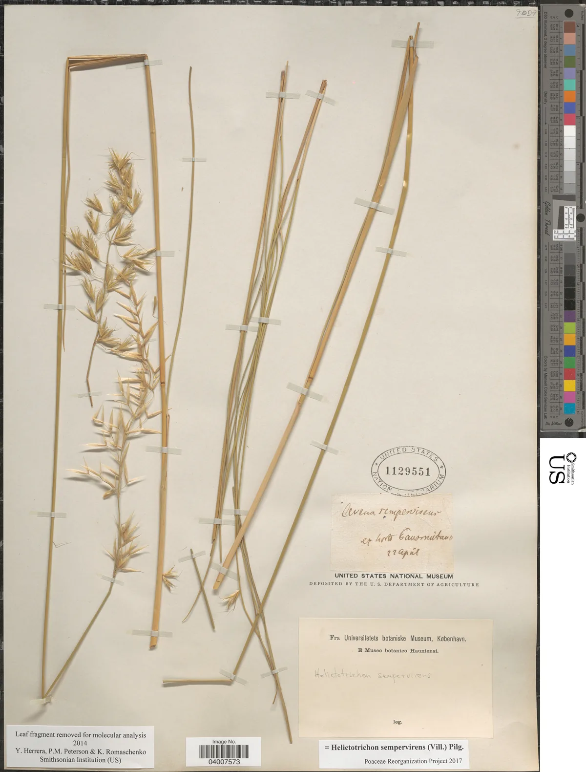 blue oat grass (Helictotrichon sempervirens), photograph