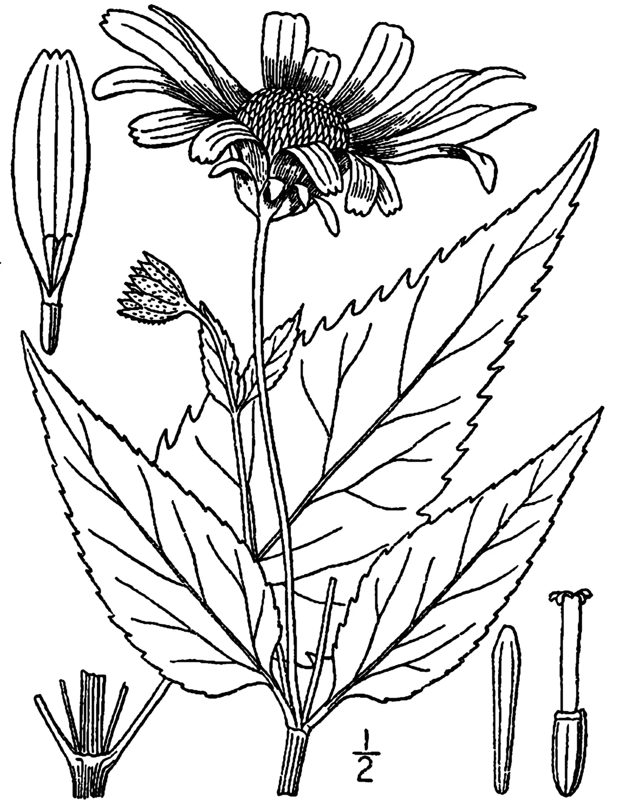 False Sunflower (Heliopsis helianthoides), botanical illustration