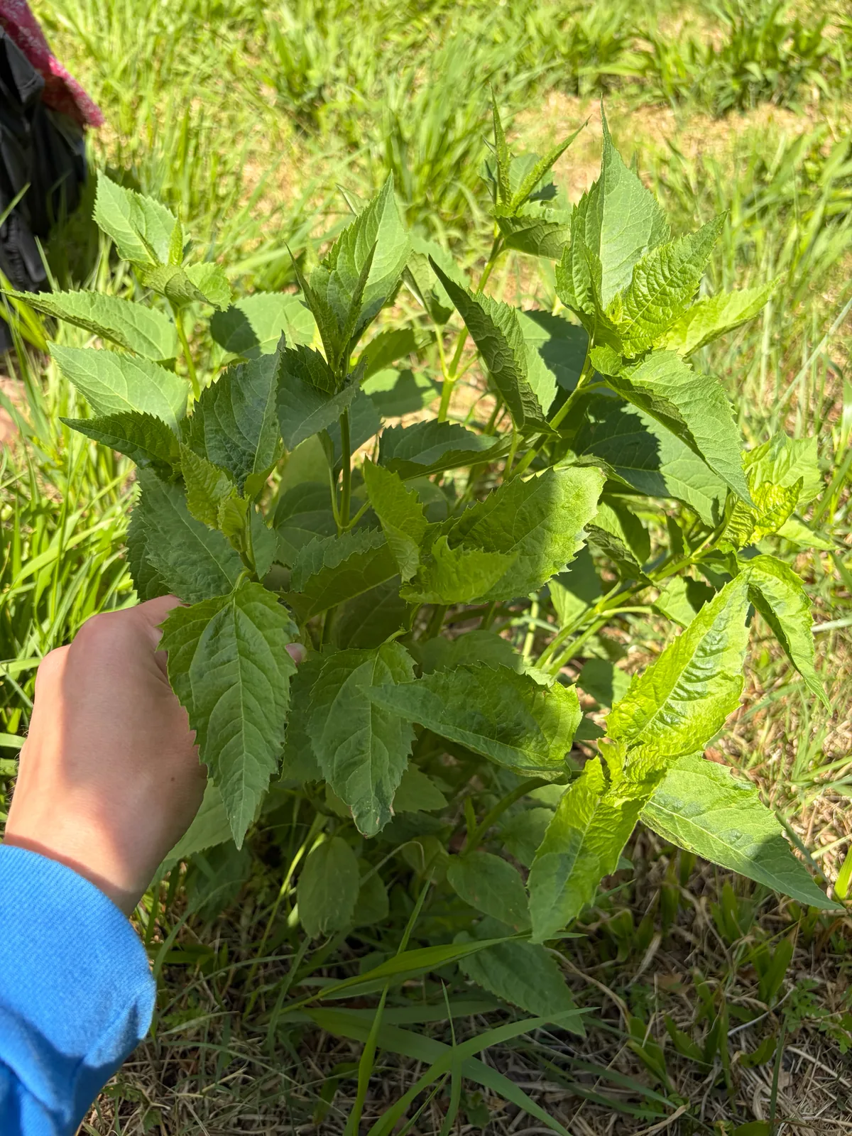 False Sunflower (Heliopsis helianthoides), photograph