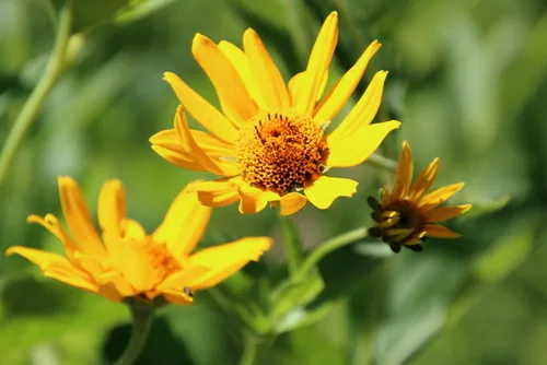 Photo: (c) psweet, some rights reserved · CC BY-SA · via iNaturalist false sunflower (Heliopsis helianthoides), photograph