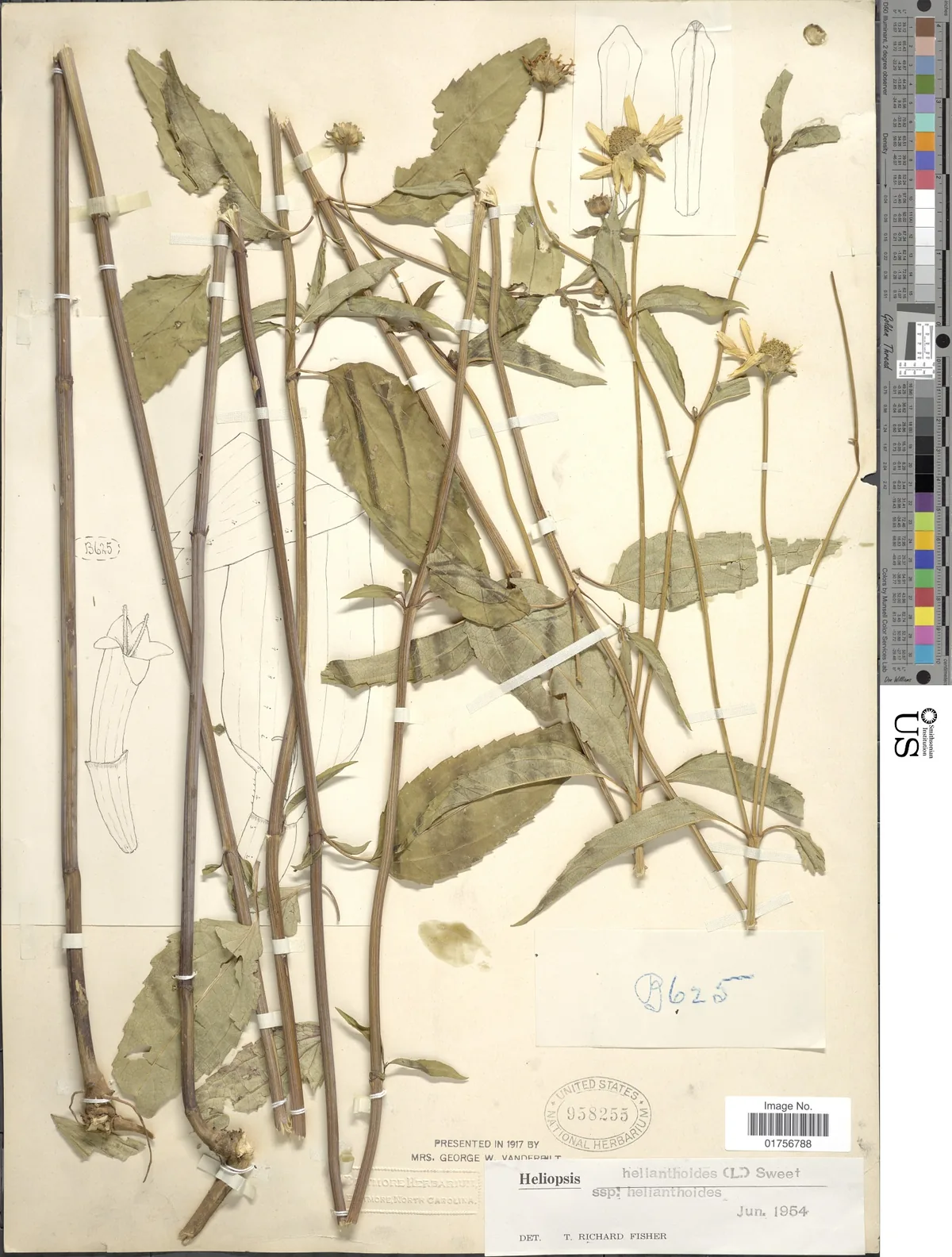 False Sunflower (Heliopsis helianthoides), photograph