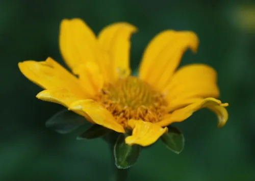 False Sunflower (Heliopsis helianthoides), photograph