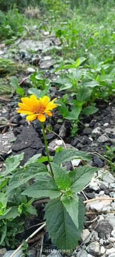 False Sunflower (Heliopsis helianthoides), photograph