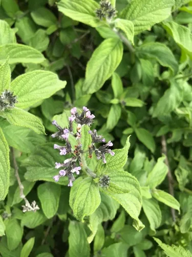 heliotrope (Heliotropium arborescens), photograph
