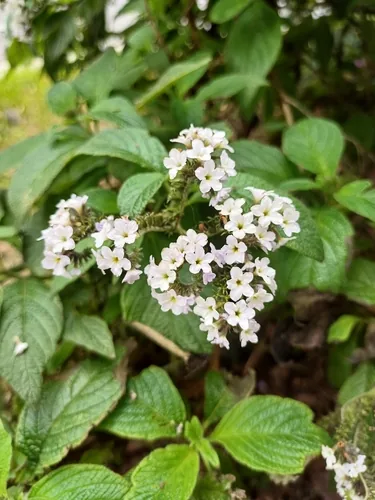 heliotrope (Heliotropium arborescens), photograph