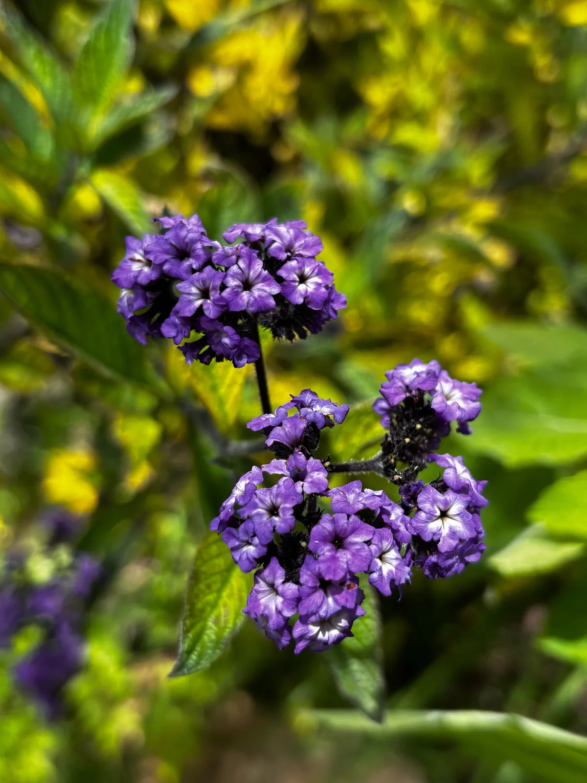 Photo: capacoscar, via iNaturalist · CC BY · via GBIF heliotrope (Heliotropium arborescens), photograph