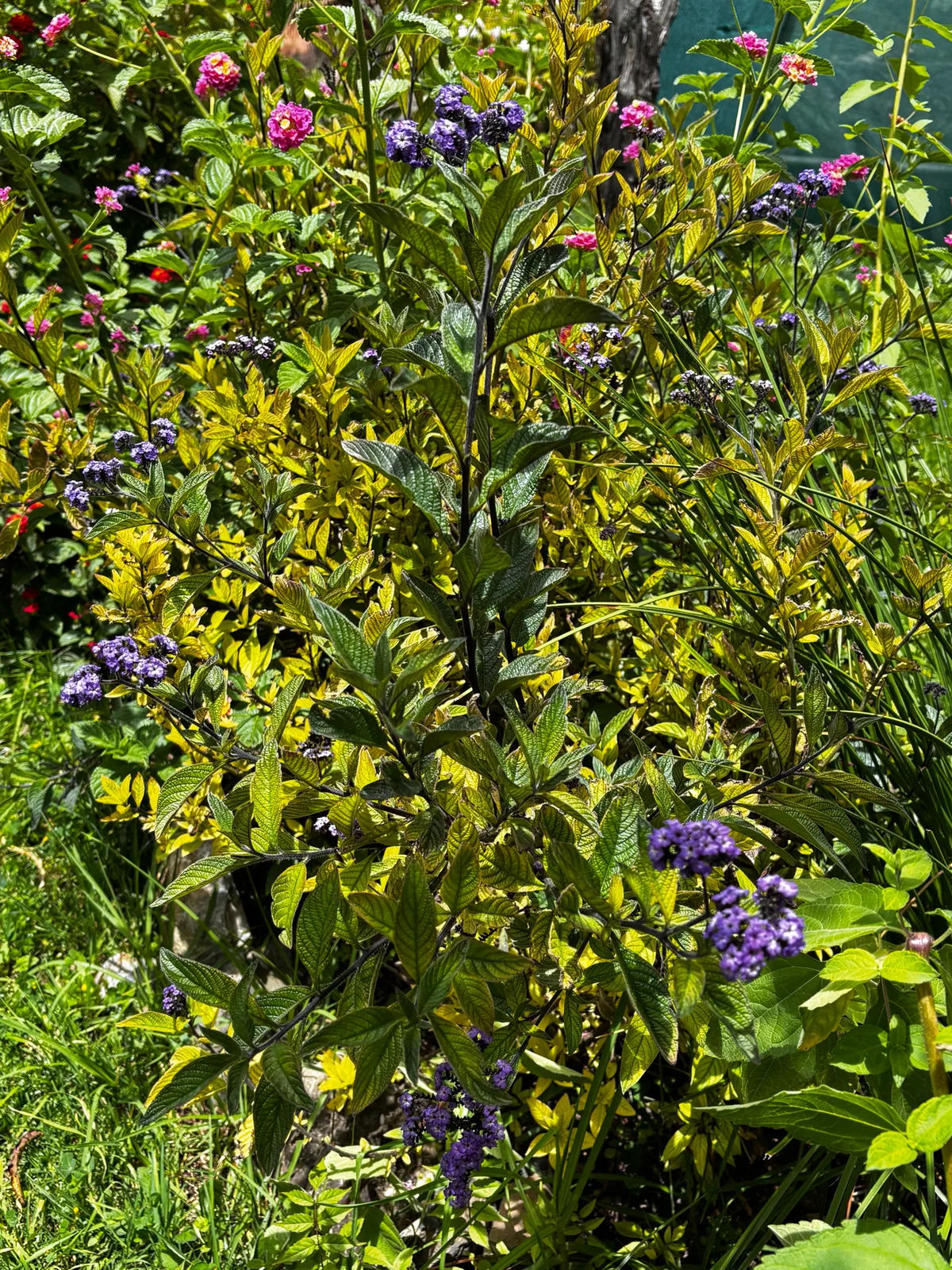 heliotrope (Heliotropium arborescens), photograph