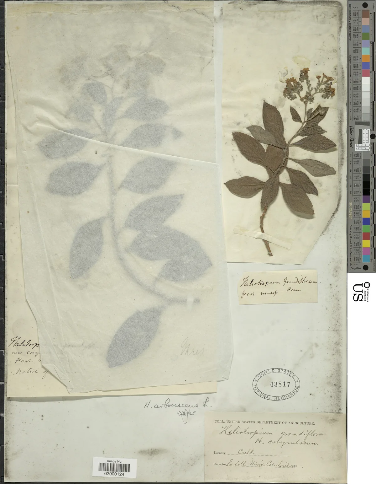heliotrope (Heliotropium arborescens), photograph