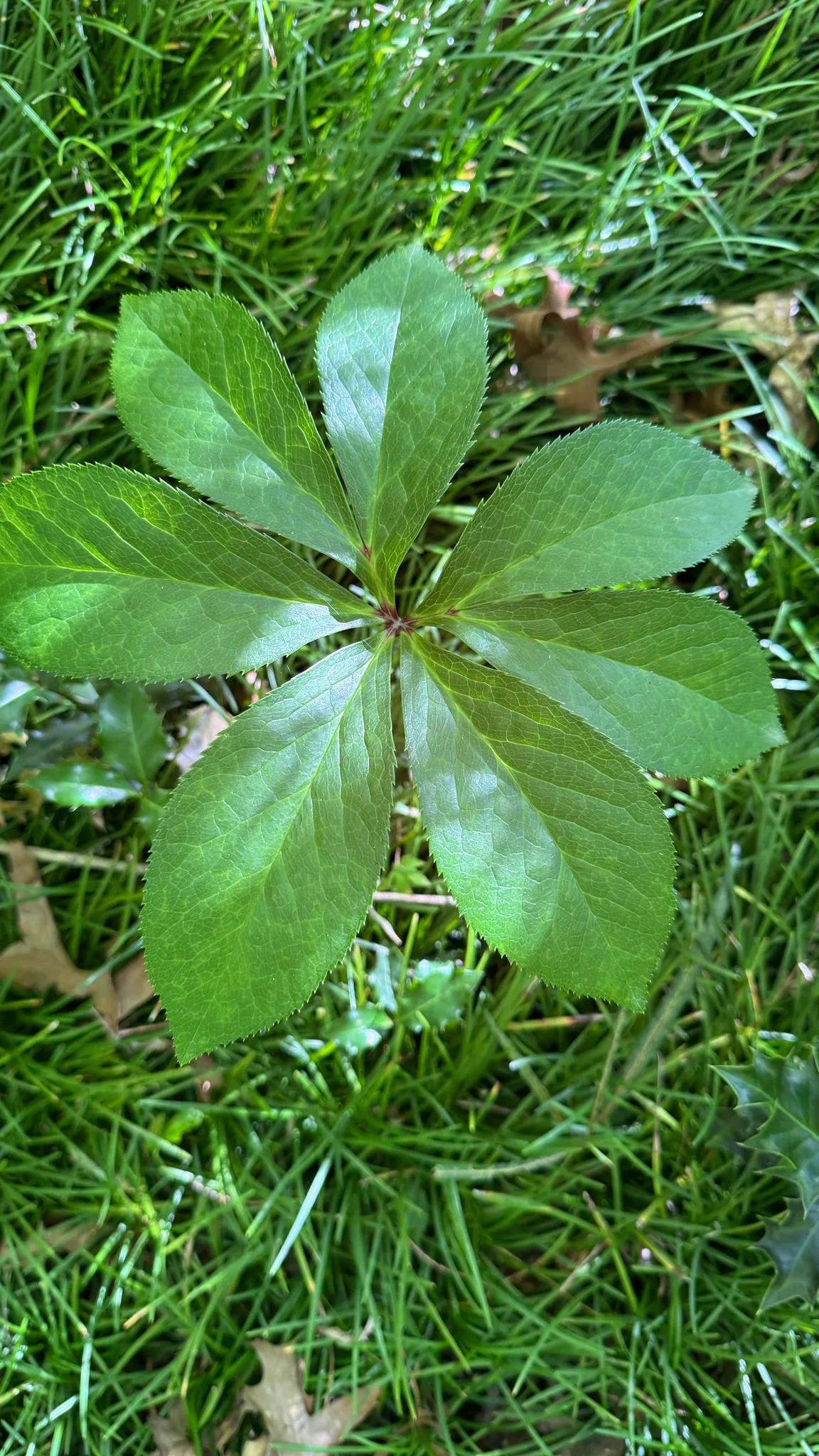 hellebore (Helleborus orientalis), photograph