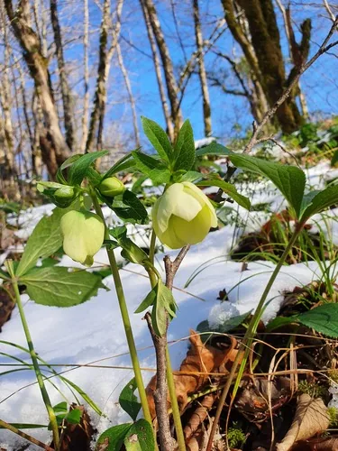 Photo: (c) Анна Митрошенкова, some rights reserved · CC BY · via iNaturalist hellebore (Helleborus orientalis), photograph