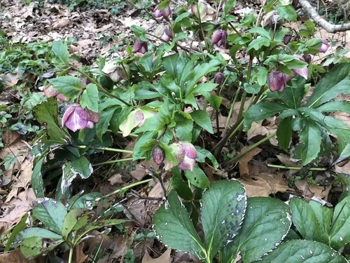 hellebore (Helleborus orientalis), photograph