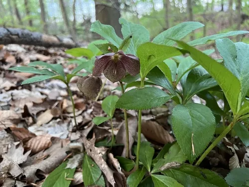 hellebore (Helleborus orientalis), photograph
