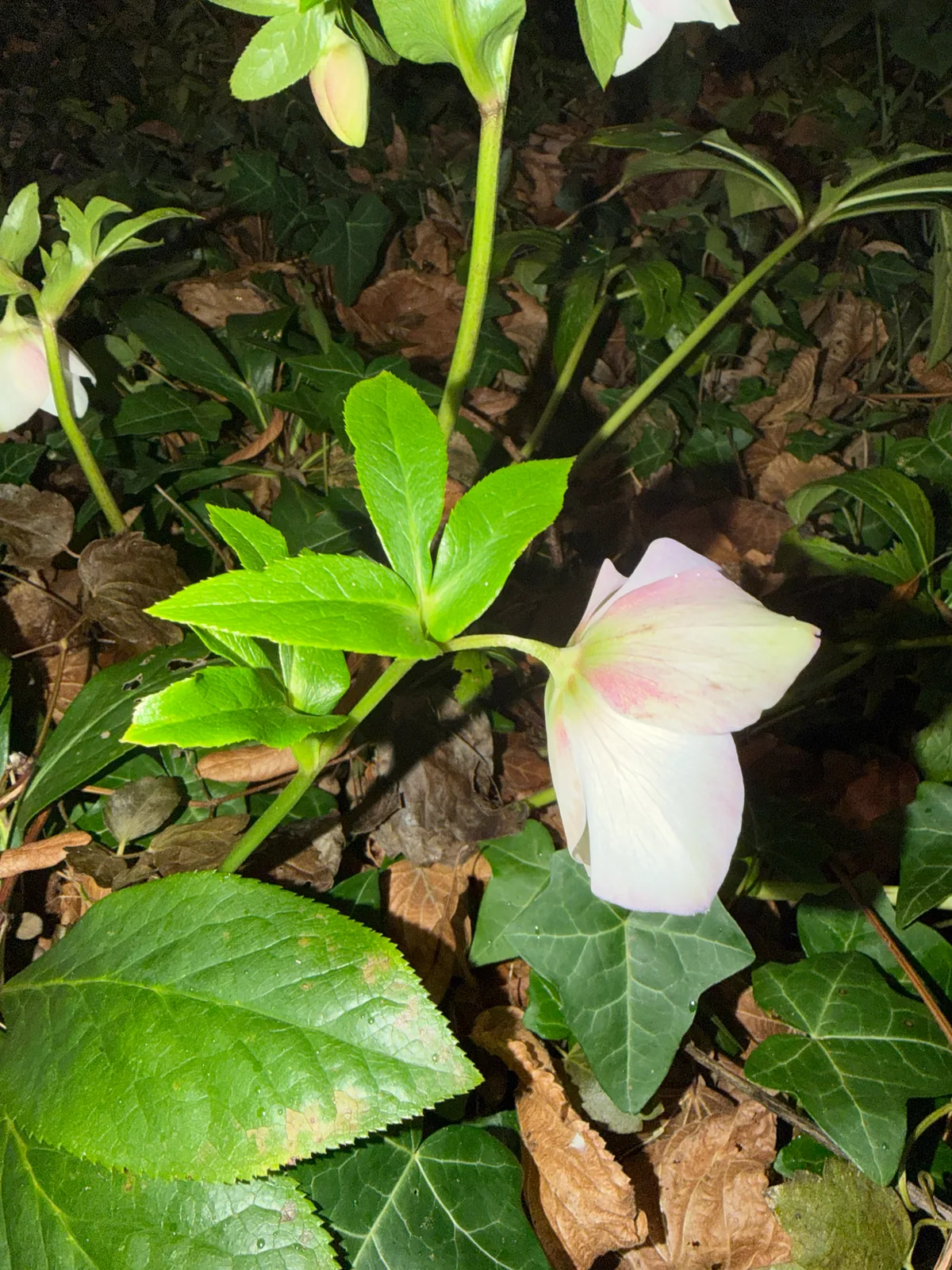 hellebore (Helleborus orientalis), photograph