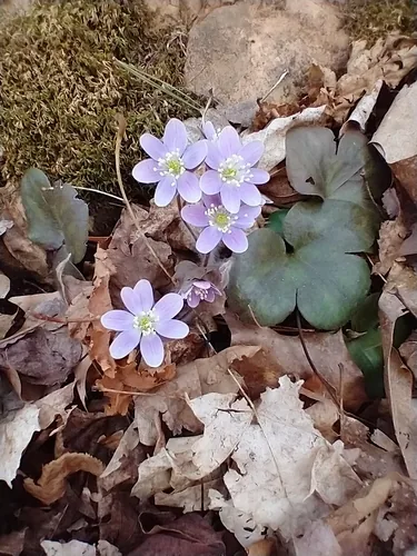 Photo: (c) Tom Norton, some rights reserved · CC BY · via iNaturalist hepatica (Hepatica americana), photograph