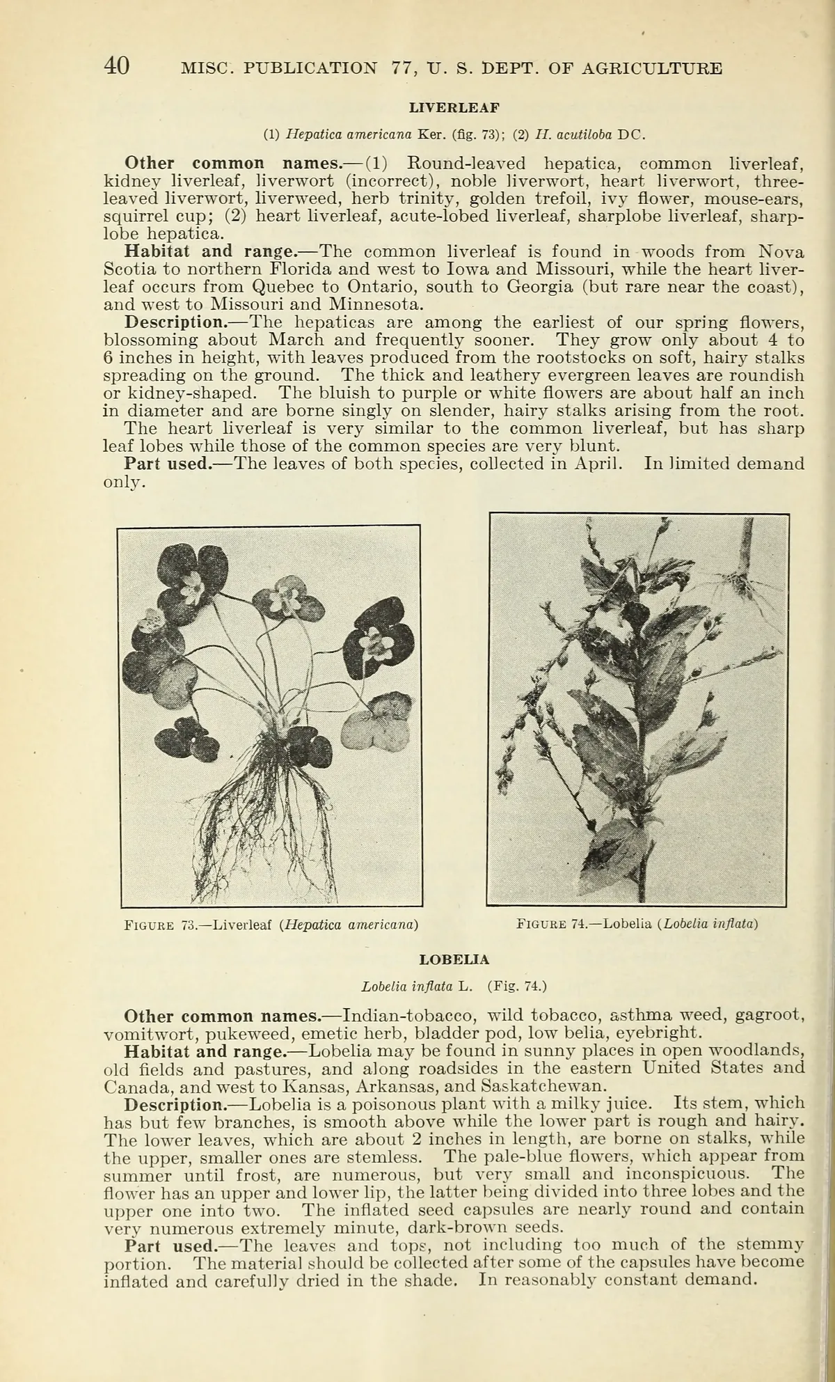 hepatica (Hepatica americana), botanical illustration
