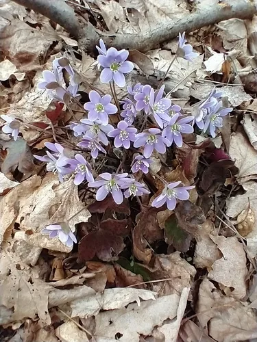 hepatica (Hepatica americana), photograph
