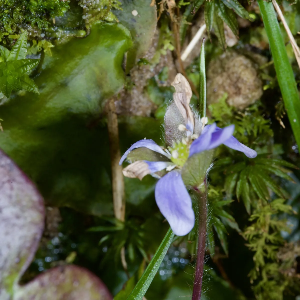 hepatica (Hepatica americana), photograph
