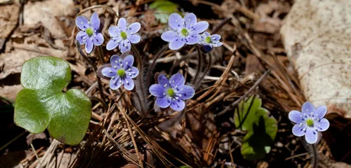 hepatica (Hepatica americana), photograph