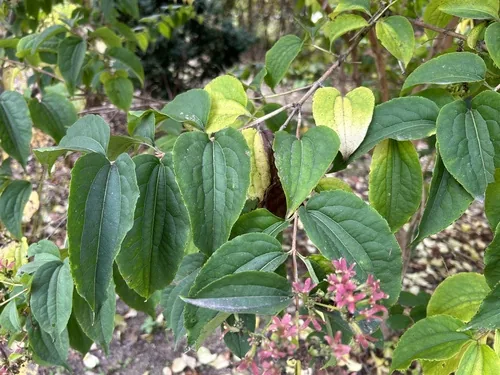 Photo: no rights reserved · CC0 · via iNaturalist seven-son flower (Heptacodium miconioides), photograph