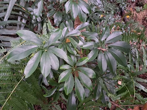 schefflera (Heptapleurum arboricola), photograph