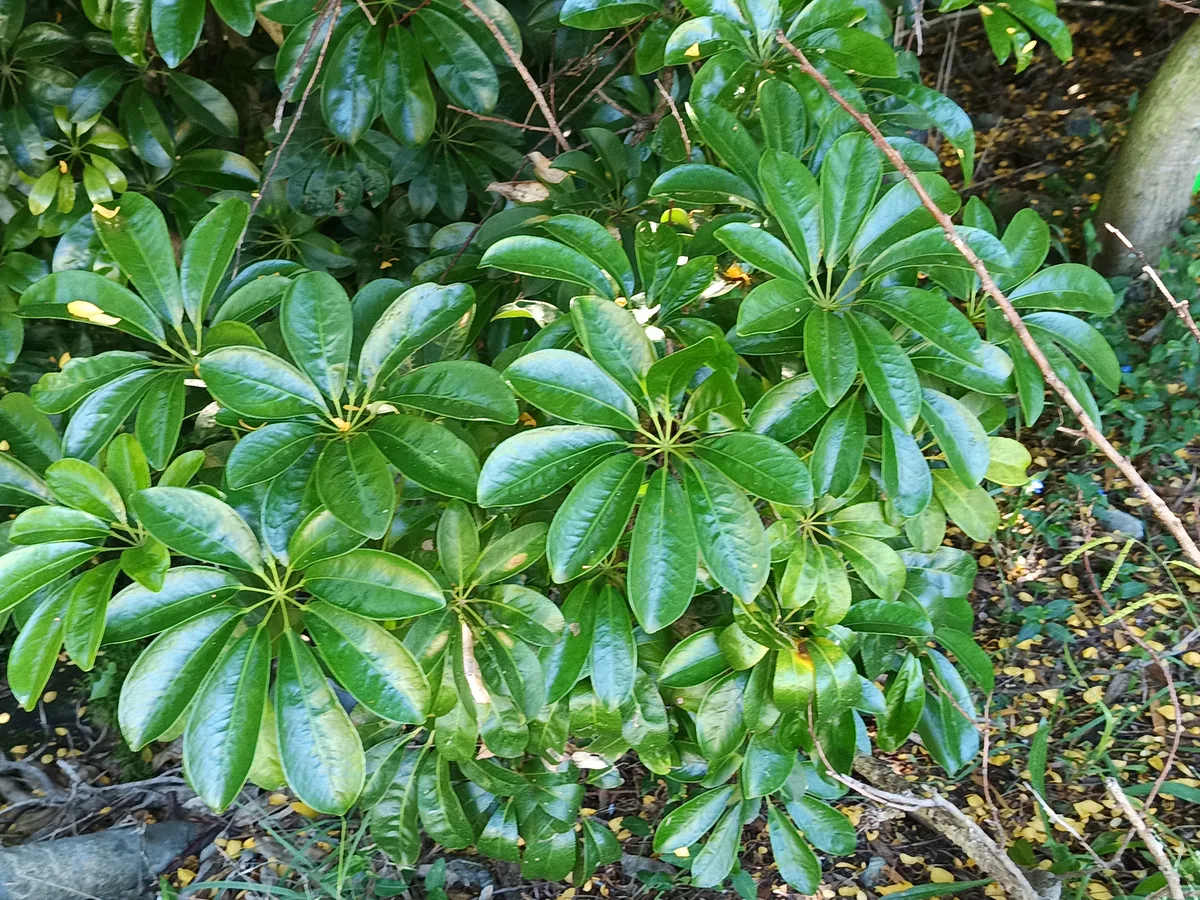 schefflera (Heptapleurum arboricola), photograph