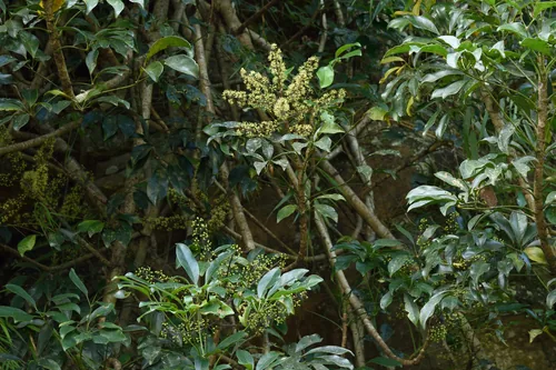 schefflera (Heptapleurum arboricola), photograph
