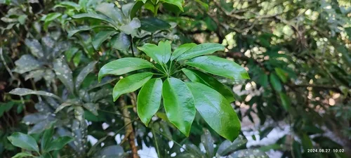 schefflera (Heptapleurum arboricola), photograph