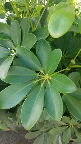 Photo: no rights reserved · CC0 · via iNaturalist schefflera (Heptapleurum arboricola), photograph