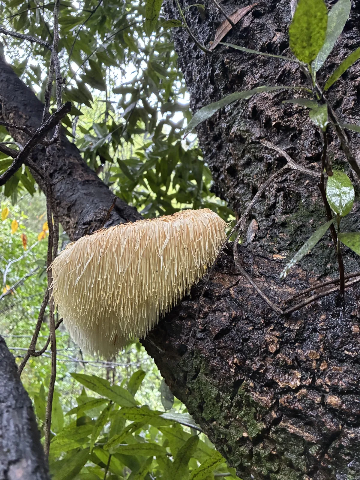 Lions Mane (Hericium erinaceus), photograph