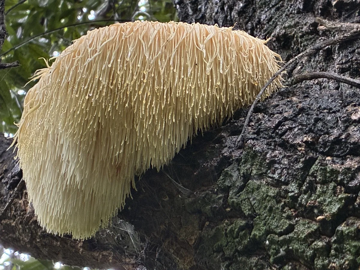 lion's mane (Hericium erinaceus), photograph